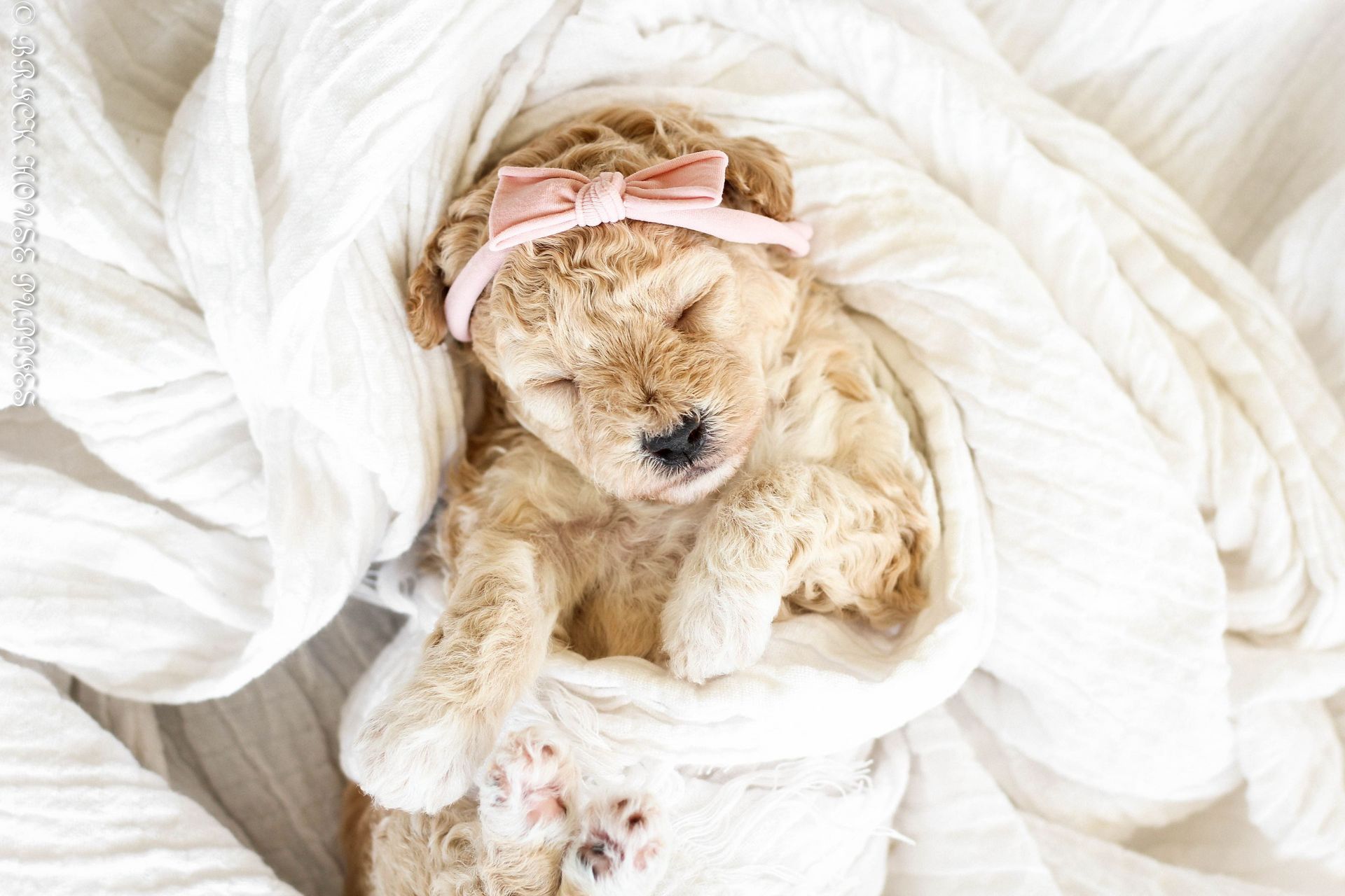 Poochon Puppies for sale, poochon puppies, bichpoo puppies, teddybear puppies for sale, teddybear puppies, teddybear puppy breeder, poochon breeder, puppies for sale