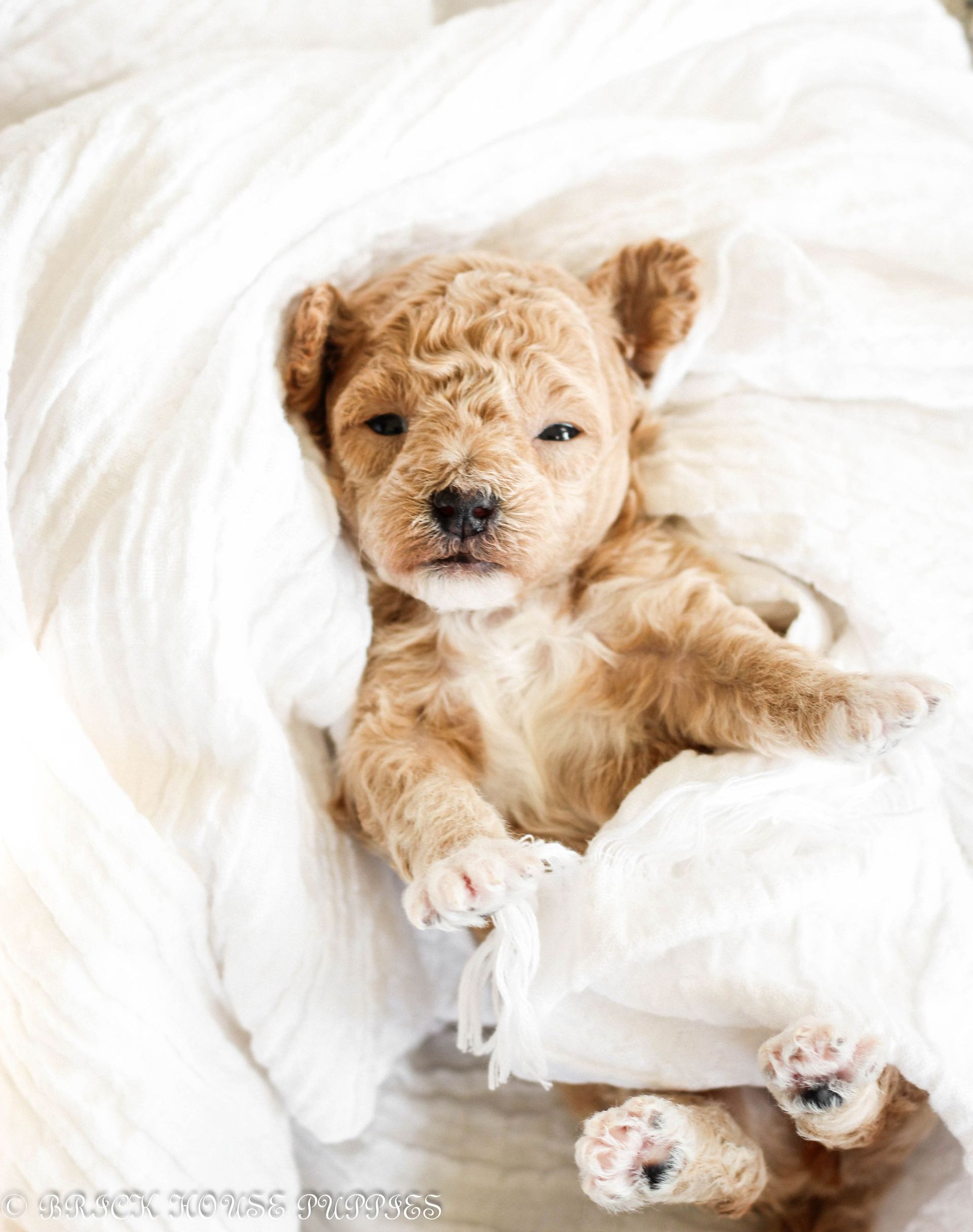 Poochon Puppies for sale, poochon puppies, bichpoo puppies, teddybear puppies for sale, teddybear puppies, teddybear puppy breeder, poochon breeder, puppies for sale