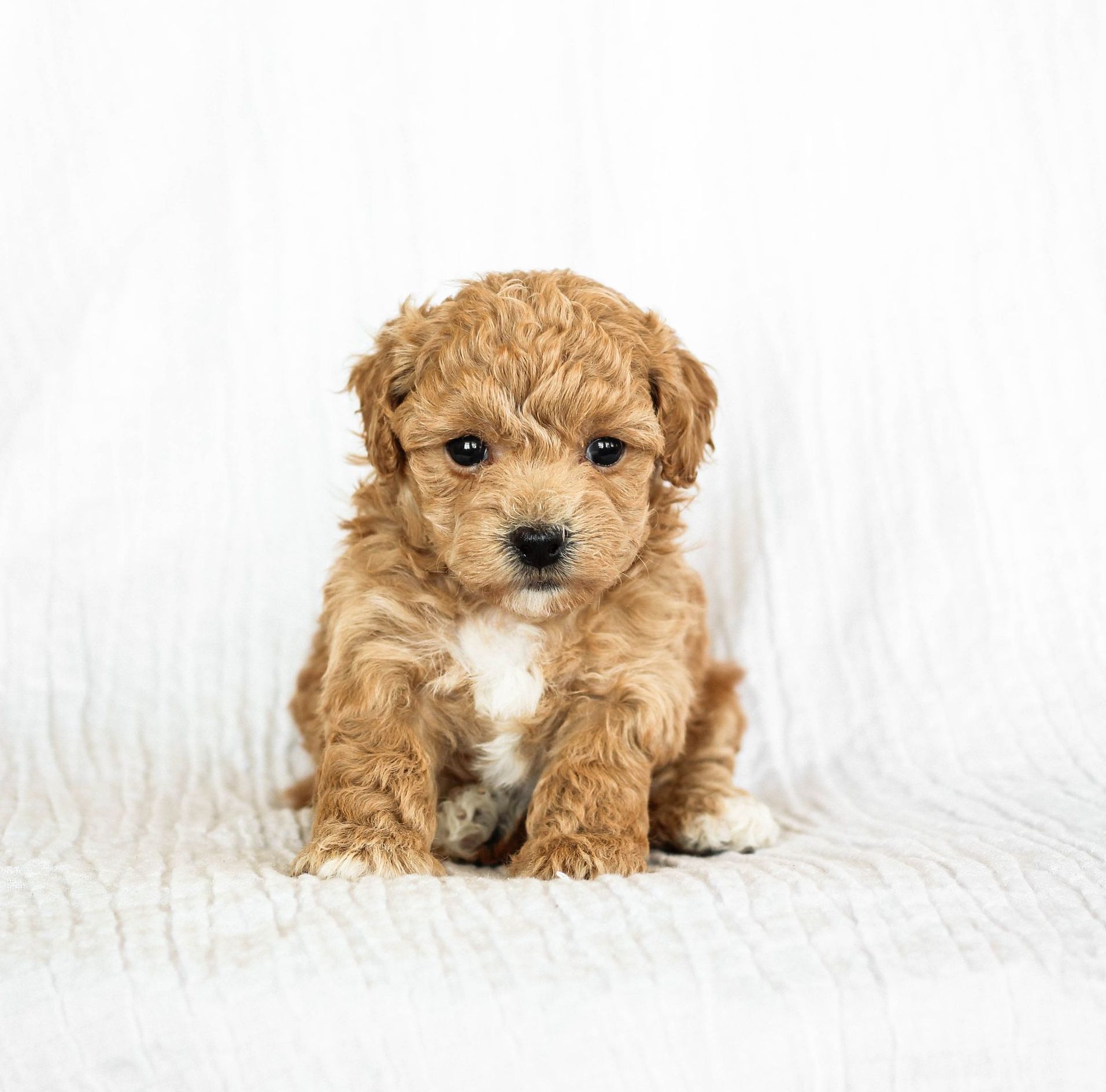 Poochon Puppies for sale, poochon puppies, bichpoo puppies, teddybear puppies for sale, teddybear puppies, teddybear puppy breeder, poochon breeder, puppies for sale