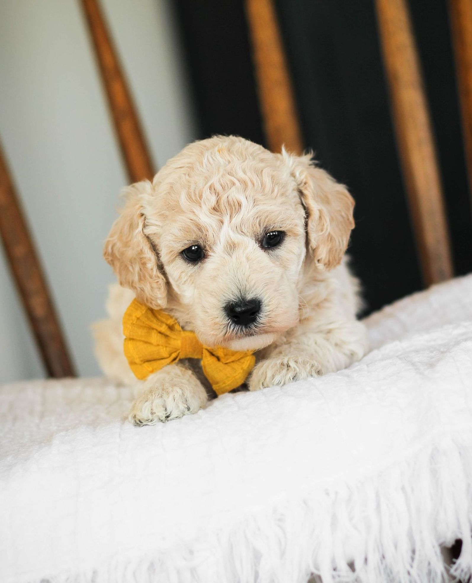 Poochon Puppies for sale, poochon puppies, bichpoo puppies, teddybear puppies for sale, teddybear puppies, teddybear puppy breeder, poochon breeder, puppies for sale