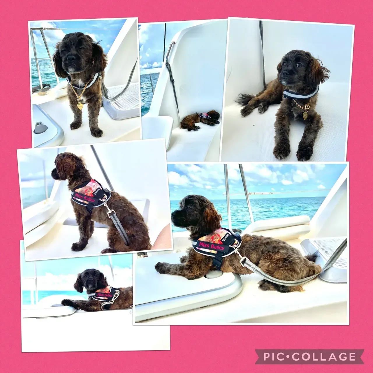 shihpoo puppies for sale, shihpoo puppies, shihpoo breeder, shihpoo puppy. shihtzu poodle mix, poodle shihtzu, shihpoo, shih poo, shih poo puppies for sale, puppies for sale, shihpoo puppies for sale near me, teddy bear puppies for sale, teddybear puppies for sale, teddybear puppies, teddybear puppy, teddybear puppy breeder, designer puppies for sale, small puppies for sale, hypoallergenic puppies, nonshedding puppies, healthy puppies