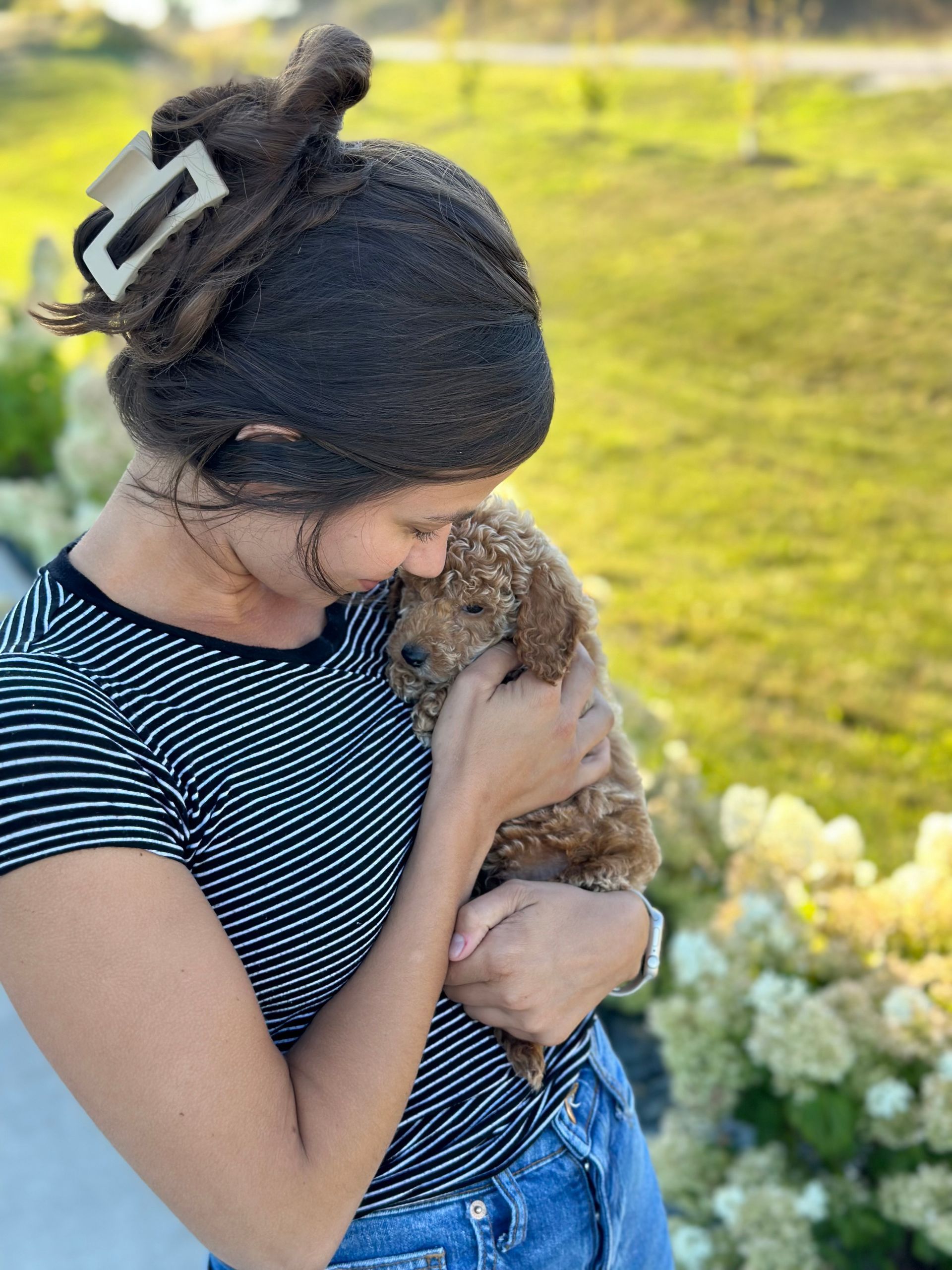 poochon puppies for sale, poochon puppy, shihpoo puppies for sale, shihpoo puppy, maltipoo puppies for sale, maltipoo puppies, poochon breeder, poochon, shihpoo breeder, shihpoo, mlatipoo breeder, maltipoo, teddybear puppy breeder, teddybear breeder, teddybear puppies for sale, dog breeder, brick house puppies, puppy breeder, f1 hybrid puppies, hypoallergenic puppies, doodle puppies, puppies of sale, puppies for sale near me, designer puppies, healthy puppies, poodle mix, poodle,  