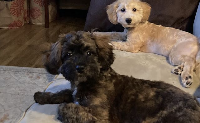 shihpoo dog, shih poo puppies for sale, shihpoo puppies for sale near me, puppies for sale, teddybear dog teddybear dog breeder, shihpoo breeder, shih poo, shihpoo, shihtzu poodle mix, shihtzu poodle, dog breeder, doodle puppies for sale, doodle puppy
