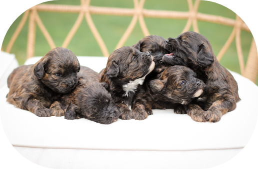 shihpoo puppies for sale, shihpoo breeder, shihpoo puppies, shihoo, teddybear puppy, teddybear puppies for sale, teddybear puppy breeder, puppies for sale, shihtzu poodle puppies, poodle shihtzu puppies for sale, puppies for sale near me, maltipoo puppies for sale,
