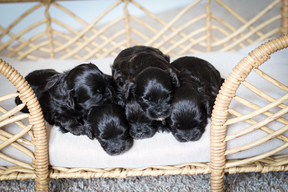 shihpoo puppies for sale, shihpoo puppies, shihpoo breeder,  shihpoo puppy. shihtzu poodle mix, poodle shihtzu, shihpoo, shih poo, shih poo puppies for sale, puppies for sale, shihpoo puppies for sale near me, teddy bear puppies for sale, teddybear puppies for sale, teddybear puppies, teddybear puppy, teddybear puppy breeder, designer puppies for sale, small puppies for sale, hypoallergenic puppies, nonshedding puppies, healthy puppies