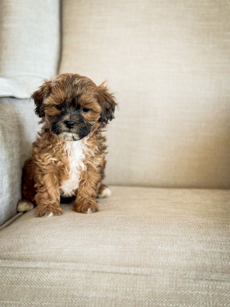 shihpoo puppies for sale, shihpoo puppies, shihpoo breeder,  shihpoo puppy. shihtzu poodle mix, poodle shihtzu, shihpoo, shih poo, shih poo puppies for sale, puppies for sale, shihpoo puppies for sale near me, teddy bear puppies for sale, teddybear puppies for sale, teddybear puppies, teddybear puppy, teddybear puppy breeder, designer puppies for sale, small puppies for sale, hypoallergenic puppies, nonshedding puppies, healthy puppies