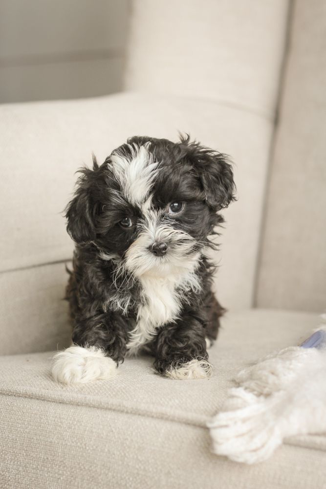shihpoo puppies for sale, shihpoo puppies, shihpoo breeder,  shihpoo puppy. shihtzu poodle mix, poodle shihtzu, shihpoo, shih poo, shih poo puppies for sale, puppies for sale, shihpoo puppies for sale near me, teddy bear puppies for sale, teddybear puppies for sale, teddybear puppies, teddybear puppy, teddybear puppy breeder, designer puppies for sale, small puppies for sale, hypoallergenic puppies, nonshedding puppies, healthy puppies