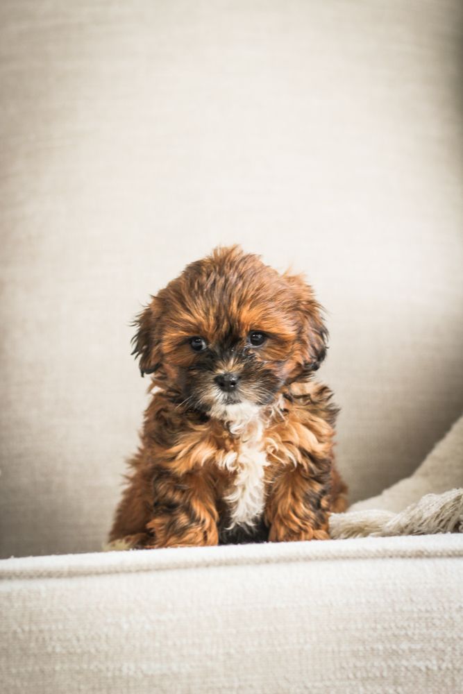 shihpoo puppies for sale, shihpoo puppies, shihpoo breeder,  shihpoo puppy. shihtzu poodle mix, poodle shihtzu, shihpoo, shih poo, shih poo puppies for sale, puppies for sale, shihpoo puppies for sale near me, teddy bear puppies for sale, teddybear puppies for sale, teddybear puppies, teddybear puppy, teddybear puppy breeder, designer puppies for sale, small puppies for sale, hypoallergenic puppies, nonshedding puppies, healthy puppies