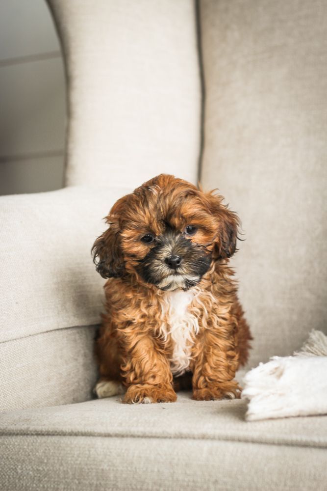 shihpoo puppies for sale, shihpoo puppies, shihpoo, shihpoo breeder, teddybear puppies for sale, teddybear puppies, teddybear puppy, shihtzu poodle puppies, puppies for sale, puppies for sale near me, poochon breeder, poochon puppies for sale, poochon puppies, poochon breeder, maltipoo puppies for sale, maltipoo, maltipoo breeder, maltipoo puppies, malti poo, multipoo, maltepoo, poochon dog, shihpoo dog, maltipoo dog, doodle puppies, doodle puppy breeder, shih poo puppies, shih poo puppy, black puppies, red puppies