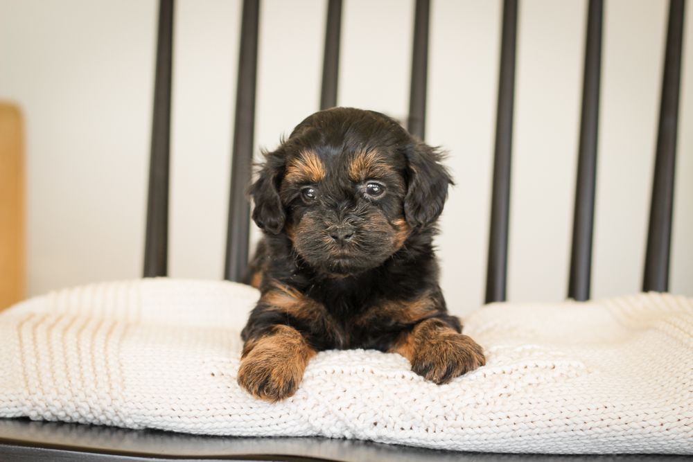 shihpoo puppies for sale, shihpoo puppies, shihpoo breeder, shihpoo puppy, shih poo , shihpoo, puppies for sale, teddybear puppies for sale, teddybear puppies, teddybear puppy,
