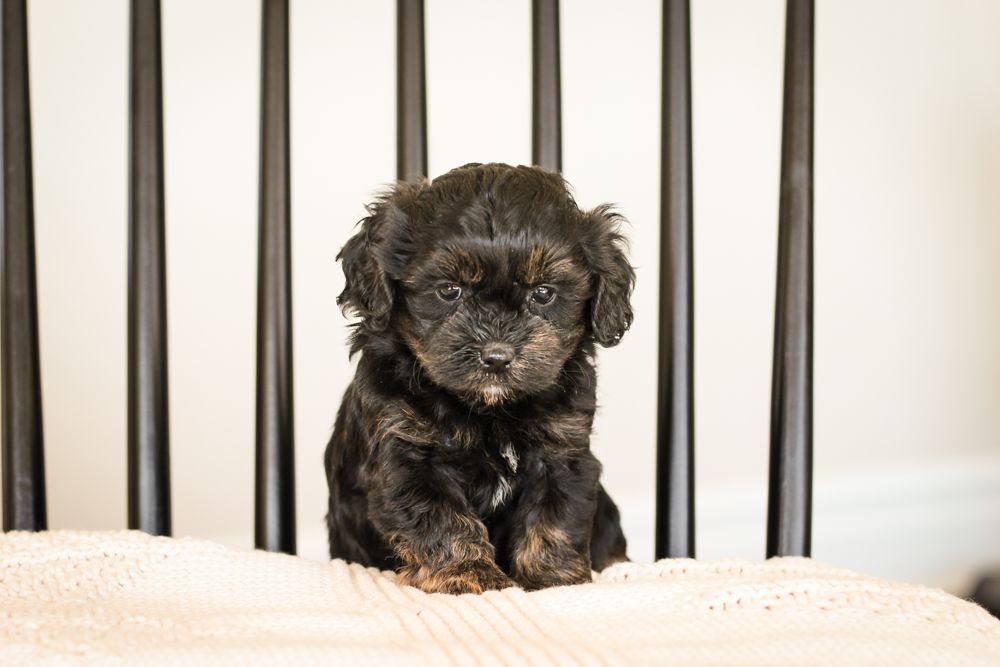 shihpoo puppies for sale, shihpoo puppies, shihpoo breeder, shihpoo puppy, shih poo , shihpoo, puppies for sale, teddybear puppies for sale, teddybear puppies, teddybear puppy,