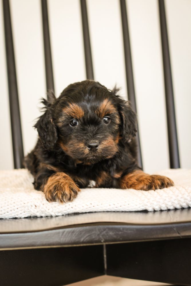 shihpoo puppies for sale, shihpoo puppies, shihpoo breeder, shihpoo puppy. shihtzu poodle mix, poodle shihtzu, shihpoo, shih poo, shih poo puppies for sale, puppies for sale, shihpoo puppies for sale near me, teddy bear puppies for sale, teddybear puppies for sale, teddybear puppies, teddybear puppy, teddybear puppy breeder, designer puppies for sale, small puppies for sale, hypoallergenic puppies, nonshedding puppies, healthy puppies