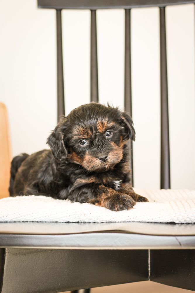 shihpoo puppies for sale, shihpoo puppies, shihpoo breeder, shihpoo puppy. shihtzu poodle mix, poodle shihtzu, shihpoo, shih poo, shih poo puppies for sale, puppies for sale, shihpoo puppies for sale near me, teddy bear puppies for sale, teddybear puppies for sale, teddybear puppies, teddybear puppy, teddybear puppy breeder, designer puppies for sale, small puppies for sale, hypoallergenic puppies, nonshedding puppies, healthy puppies