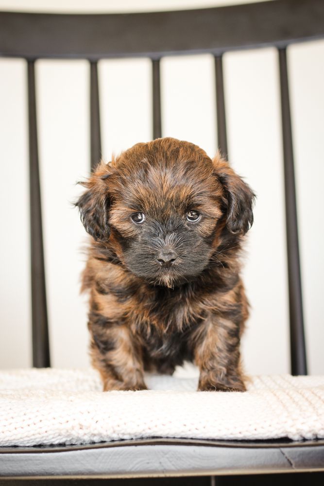 shihpoo puppies for sale, shihpoo puppies, shihpoo breeder, shihpoo puppy. shihtzu poodle mix, poodle shihtzu, shihpoo, shih poo, shih poo puppies for sale, puppies for sale, shihpoo puppies for sale near me, teddy bear puppies for sale, teddybear puppies for sale, teddybear puppies, teddybear puppy, teddybear puppy breeder, designer puppies for sale, small puppies for sale, hypoallergenic puppies, nonshedding puppies, healthy puppies