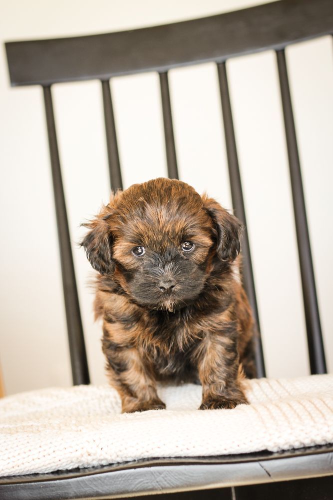 Puppies for sale, Shihpoo puppies for sale, shihpoo breeder, shihpoo puppies, shihpoo, teddybear puppies for sale, teddybear puppies, teddybear puppy breeder, shih poo puppy