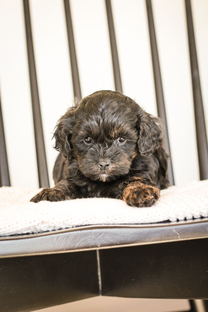 shihpoo puppies for sale, shihpoo puppies, shihpoo breeder, shihpoo puppy, shih poo , shihpoo, puppies for sale, teddybear puppies for sale, teddybear puppies, teddybear puppy,