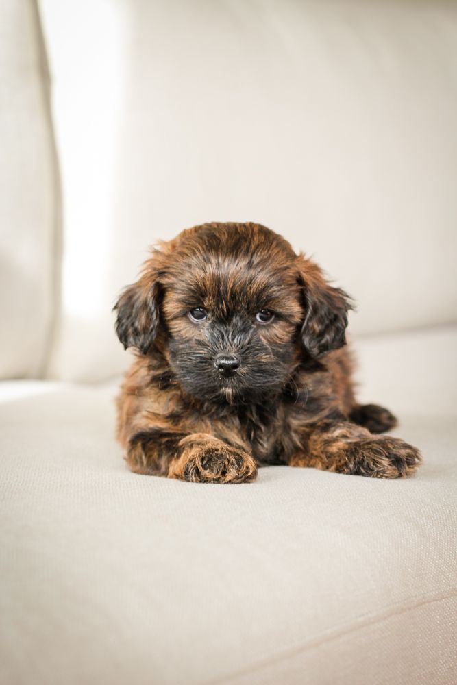 shihpoo puppies for sale, shihpoo puppies, shihpoo breeder, shihpoo puppy. shihtzu poodle mix, poodle shihtzu, shihpoo, shih poo, shih poo puppies for sale, puppies for sale, shihpoo puppies for sale near me, teddy bear puppies for sale, teddybear puppies for sale, teddybear puppies, teddybear puppy, teddybear puppy breeder, designer puppies for sale, small puppies for sale, hypoallergenic puppies, nonshedding puppies, healthy puppies