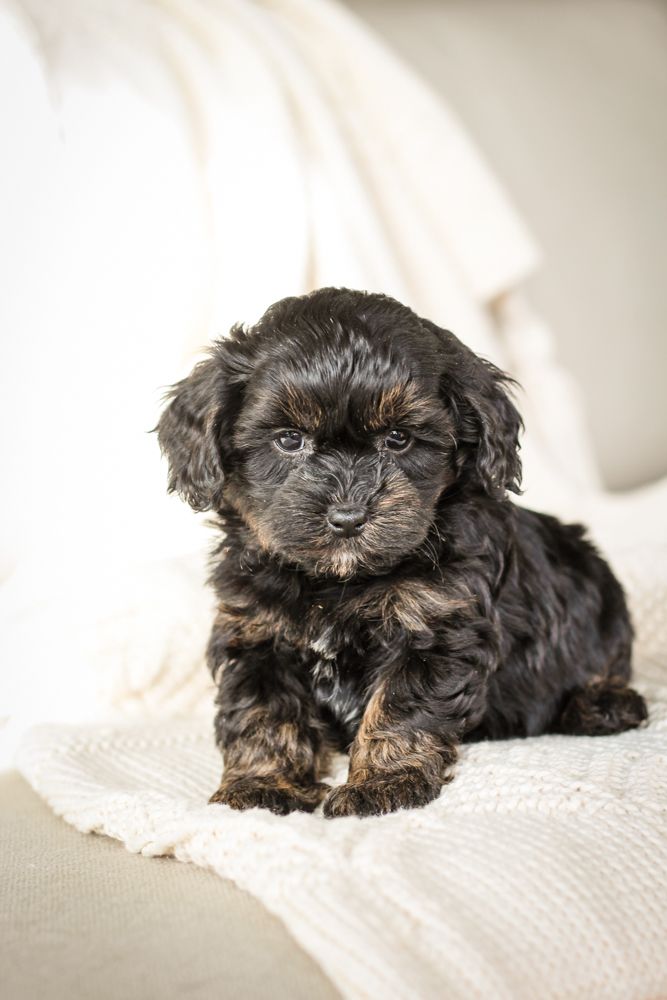 shihpoo puppies for sale, shihpoo puppies, shihpoo breeder, shihpoo puppy, shih poo , shihpoo, puppies for sale, teddybear puppies for sale, teddybear puppies, teddybear puppy,