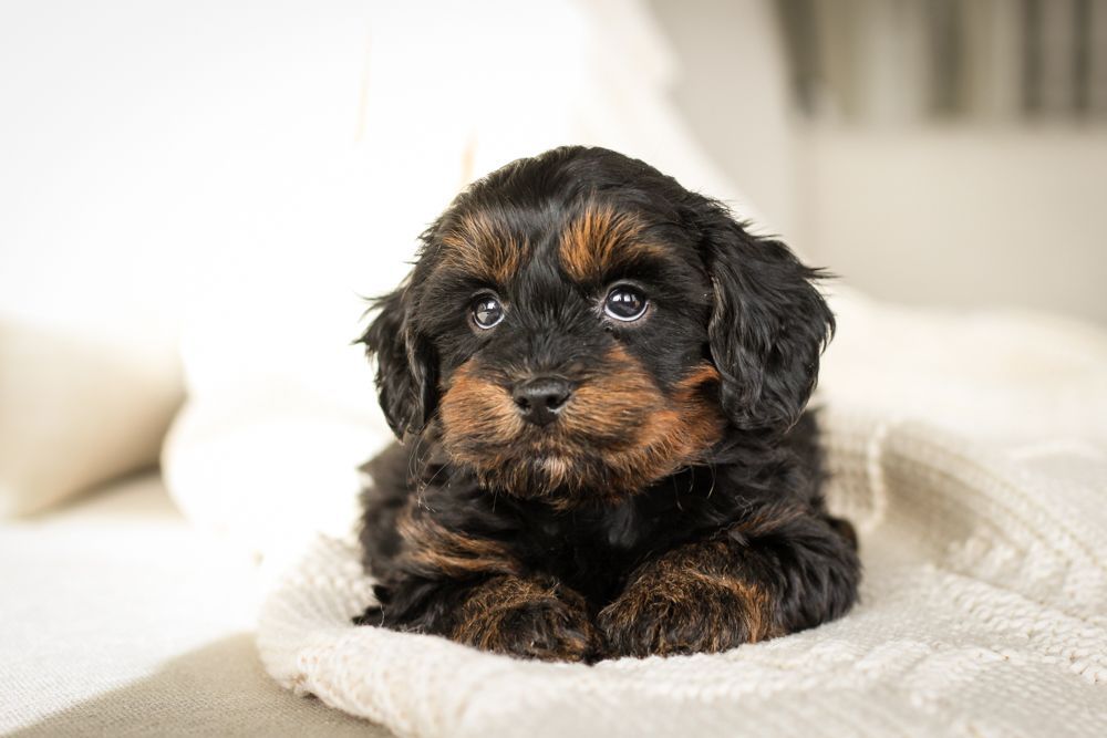 shihpoo puppies for sale, shihpoo puppies, shihpoo breeder, shihpoo puppy. shihtzu poodle mix, poodle shihtzu, shihpoo, shih poo, shih poo puppies for sale, puppies for sale, shihpoo puppies for sale near me, teddy bear puppies for sale, teddybear puppies for sale, teddybear puppies, teddybear puppy, teddybear puppy breeder, designer puppies for sale, small puppies for sale, hypoallergenic puppies, nonshedding puppies, healthy puppies