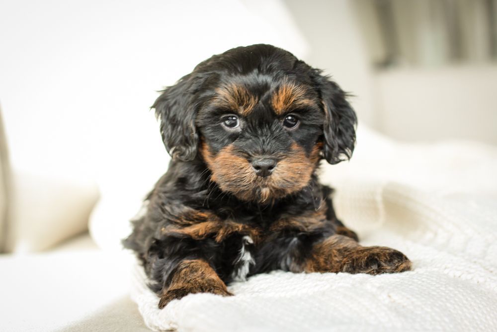 shihpoo puppies for sale, shihpoo puppies, shihpoo breeder, shihpoo puppy. shihtzu poodle mix, poodle shihtzu, shihpoo, shih poo, shih poo puppies for sale, puppies for sale, shihpoo puppies for sale near me, teddy bear puppies for sale, teddybear puppies for sale, teddybear puppies, teddybear puppy, teddybear puppy breeder, designer puppies for sale, small puppies for sale, hypoallergenic puppies, nonshedding puppies, healthy puppies