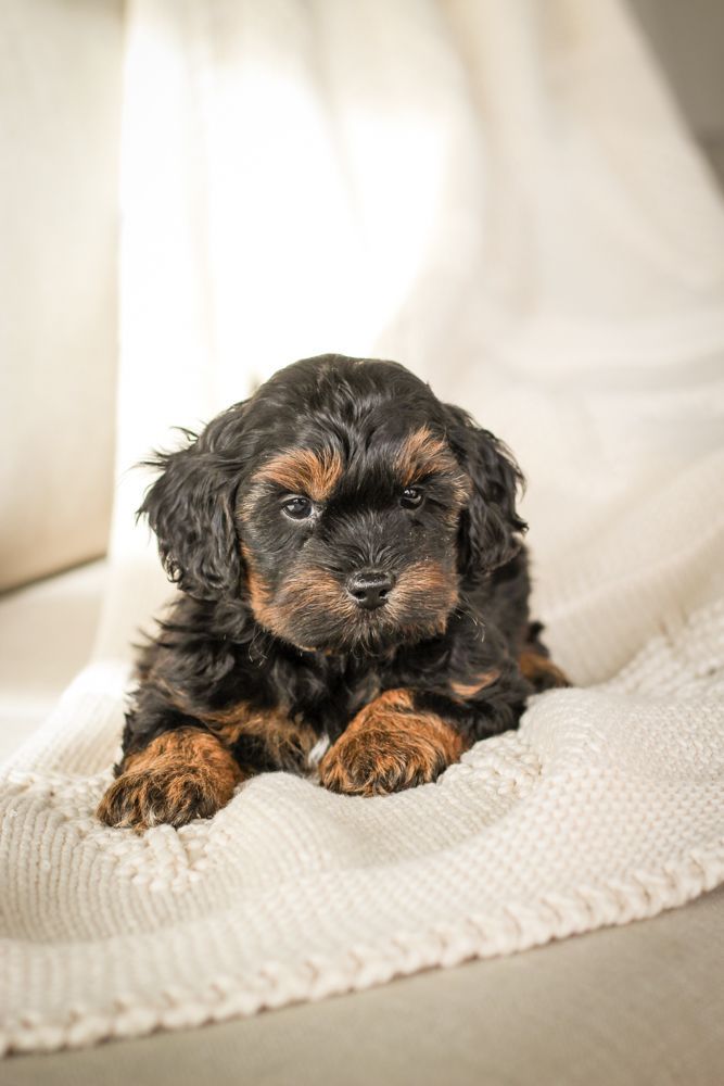shihpoo puppies for sale, shihpoo puppies, shihpoo breeder, shihpoo puppy. shihtzu poodle mix, poodle shihtzu, shihpoo, shih poo, shih poo puppies for sale, puppies for sale, shihpoo puppies for sale near me, teddy bear puppies for sale, teddybear puppies for sale, teddybear puppies, teddybear puppy, teddybear puppy breeder, designer puppies for sale, small puppies for sale, hypoallergenic puppies, nonshedding puppies, healthy puppies
