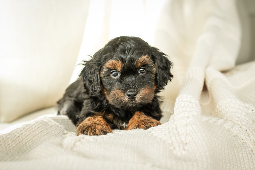 shihpoo puppies for sale, shihpoo puppies, shihpoo breeder, shihpoo puppy, shih poo , shihpoo, puppies for sale, teddybear puppies for sale, teddybear puppies, teddybear puppy,