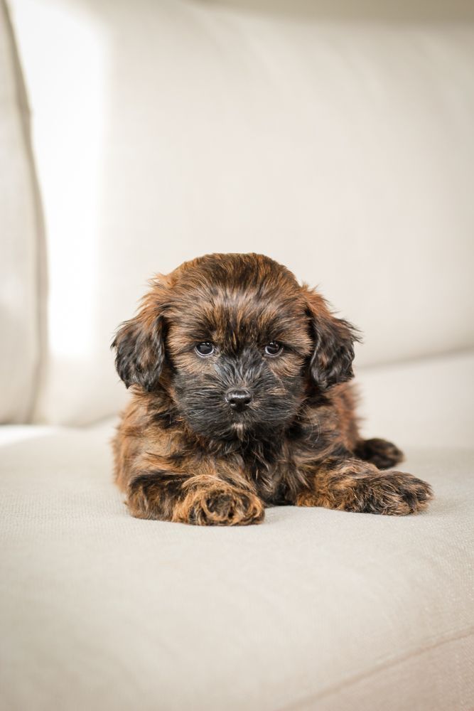 Puppies for sale, Shihpoo puppies for sale, shihpoo breeder, shihpoo puppies, shihpoo, teddybear puppies for sale, teddybear puppies, teddybear puppy breeder, shih poo puppy