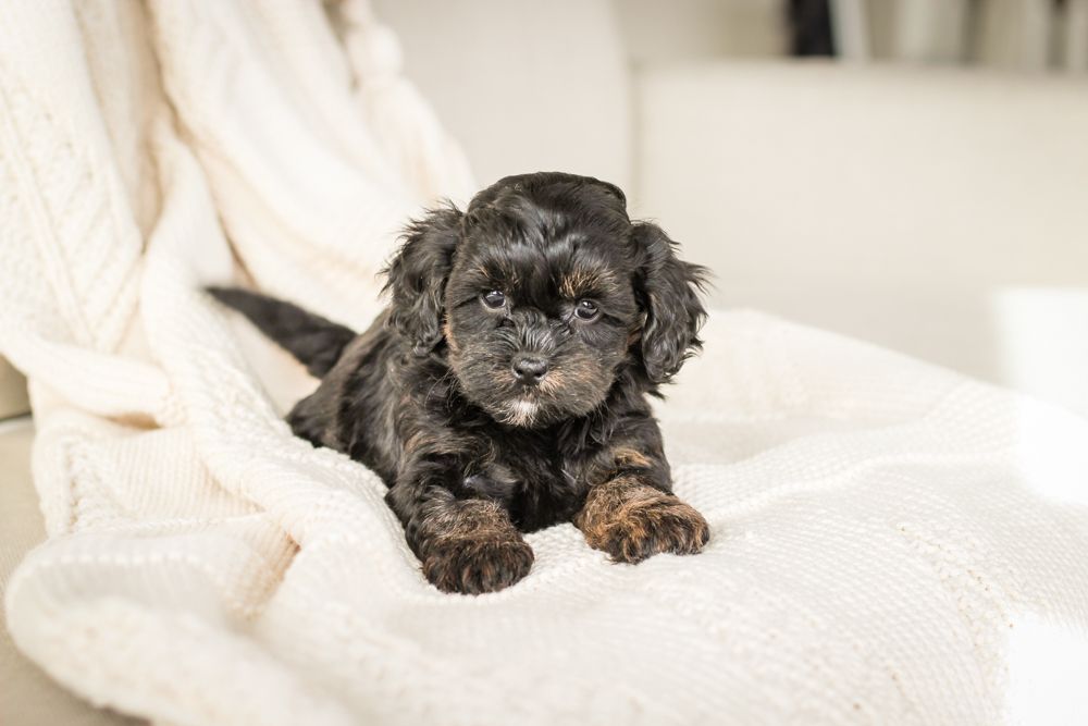 shihpoo puppies for sale, shihpoo puppies, shihpoo breeder, shihpoo puppy, shih poo , shihpoo, puppies for sale, teddybear puppies for sale, teddybear puppies, teddybear puppy,