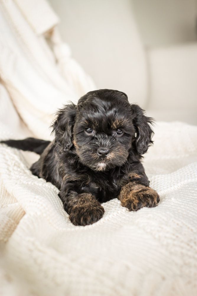shihpoo puppies for sale, shihpoo puppies, shihpoo breeder, shihpoo puppy. shihtzu poodle mix, poodle shihtzu, shihpoo, shih poo, shih poo puppies for sale, puppies for sale, shihpoo puppies for sale near me, teddy bear puppies for sale, teddybear puppies for sale, teddybear puppies, teddybear puppy, teddybear puppy breeder, designer puppies for sale, small puppies for sale, hypoallergenic puppies, nonshedding puppies, healthy puppies