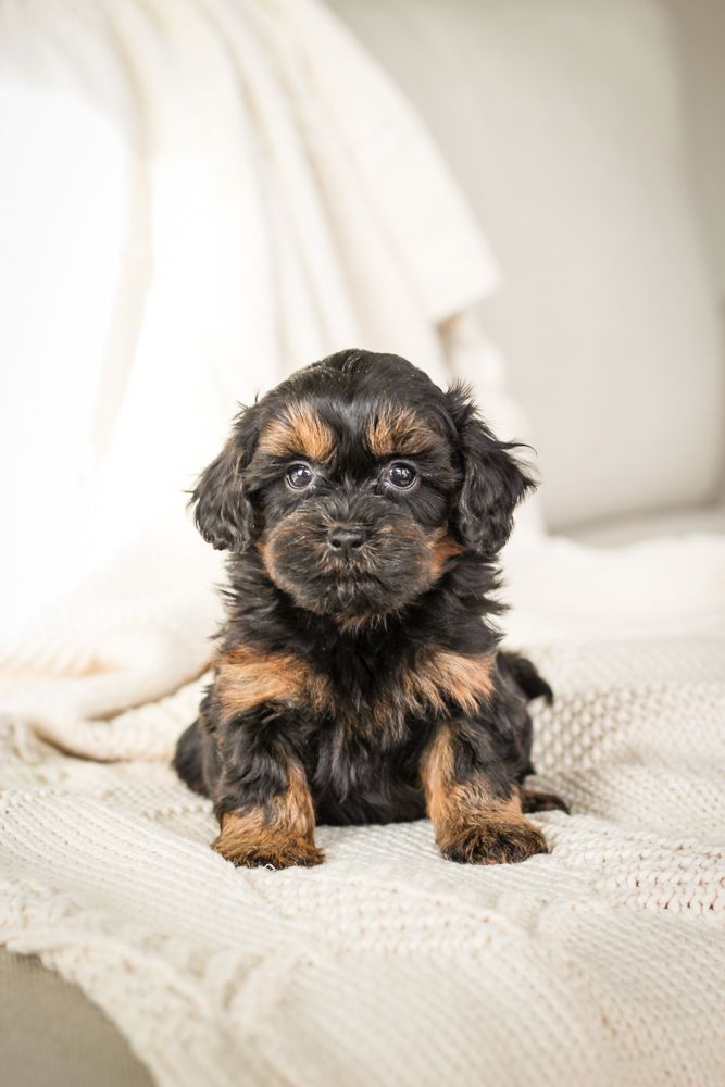 shihpoo puppies for sale, shihpoo puppies, shihpoo breeder, shihpoo puppy, shih poo , shihpoo, puppies for sale, teddybear puppies for sale, teddybear puppies, teddybear puppy,