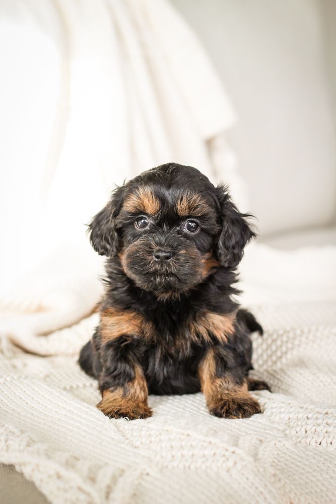 shihpoo puppies for sale, shihpoo puppies, shihpoo breeder, shihpoo puppy. shihtzu poodle mix, poodle shihtzu, shihpoo, shih poo, shih poo puppies for sale, puppies for sale, shihpoo puppies for sale near me, teddy bear puppies for sale, teddybear puppies for sale, teddybear puppies, teddybear puppy, teddybear puppy breeder, designer puppies for sale, small puppies for sale, hypoallergenic puppies, nonshedding puppies, healthy puppies