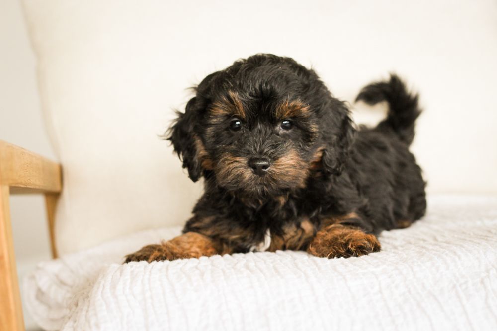 shihpoo puppies for sale, shihpoo puppies, shihpoo breeder, shihpoo puppy. shihtzu poodle mix, poodle shihtzu, shihpoo, shih poo, shih poo puppies for sale, puppies for sale, shihpoo puppies for sale near me, teddy bear puppies for sale, teddybear puppies for sale, teddybear puppies, teddybear puppy, teddybear puppy breeder, designer puppies for sale, small puppies for sale, hypoallergenic puppies, nonshedding puppies, healthy puppies