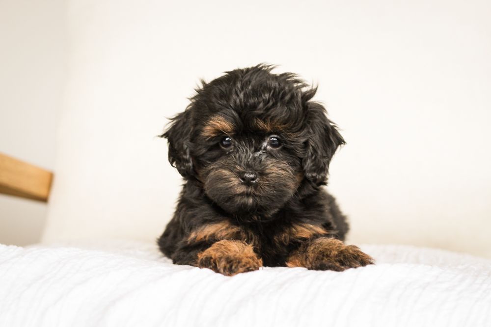 shihpoo puppies for sale, shihpoo puppies, shihpoo breeder, shihpoo puppy. shihtzu poodle mix, poodle shihtzu, shihpoo, shih poo, shih poo puppies for sale, puppies for sale, shihpoo puppies for sale near me, teddy bear puppies for sale, teddybear puppies for sale, teddybear puppies, teddybear puppy, teddybear puppy breeder, designer puppies for sale, small puppies for sale, hypoallergenic puppies, nonshedding puppies, healthy puppies