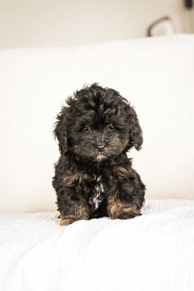 shihpoo puppies for sale, shihpoo puppies, shihpoo breeder, shihpoo puppy. shihtzu poodle mix, poodle shihtzu, shihpoo, shih poo, shih poo puppies for sale, puppies for sale, shihpoo puppies for sale near me, teddy bear puppies for sale, teddybear puppies for sale, teddybear puppies, teddybear puppy, teddybear puppy breeder, designer puppies for sale, small puppies for sale, hypoallergenic puppies, nonshedding puppies, healthy puppies