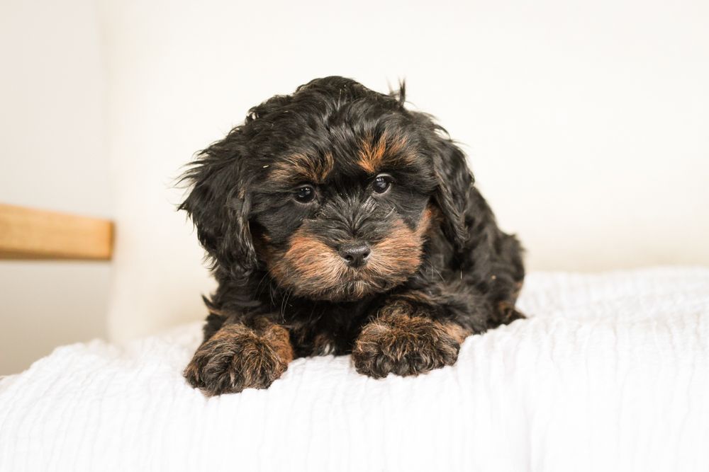 shihpoo puppies for sale, shihpoo puppies, shihpoo breeder, shihpoo puppy. shihtzu poodle mix, poodle shihtzu, shihpoo, shih poo, shih poo puppies for sale, puppies for sale, shihpoo puppies for sale near me, teddy bear puppies for sale, teddybear puppies for sale, teddybear puppies, teddybear puppy, teddybear puppy breeder, designer puppies for sale, small puppies for sale, hypoallergenic puppies, nonshedding puppies, healthy puppies