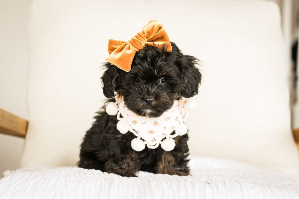 shihpoo puppies for sale, shihpoo puppies, shihpoo breeder, shihpoo puppy, shih poo , shihpoo, puppies for sale, teddybear puppies for sale, teddybear puppies, teddybear puppy,