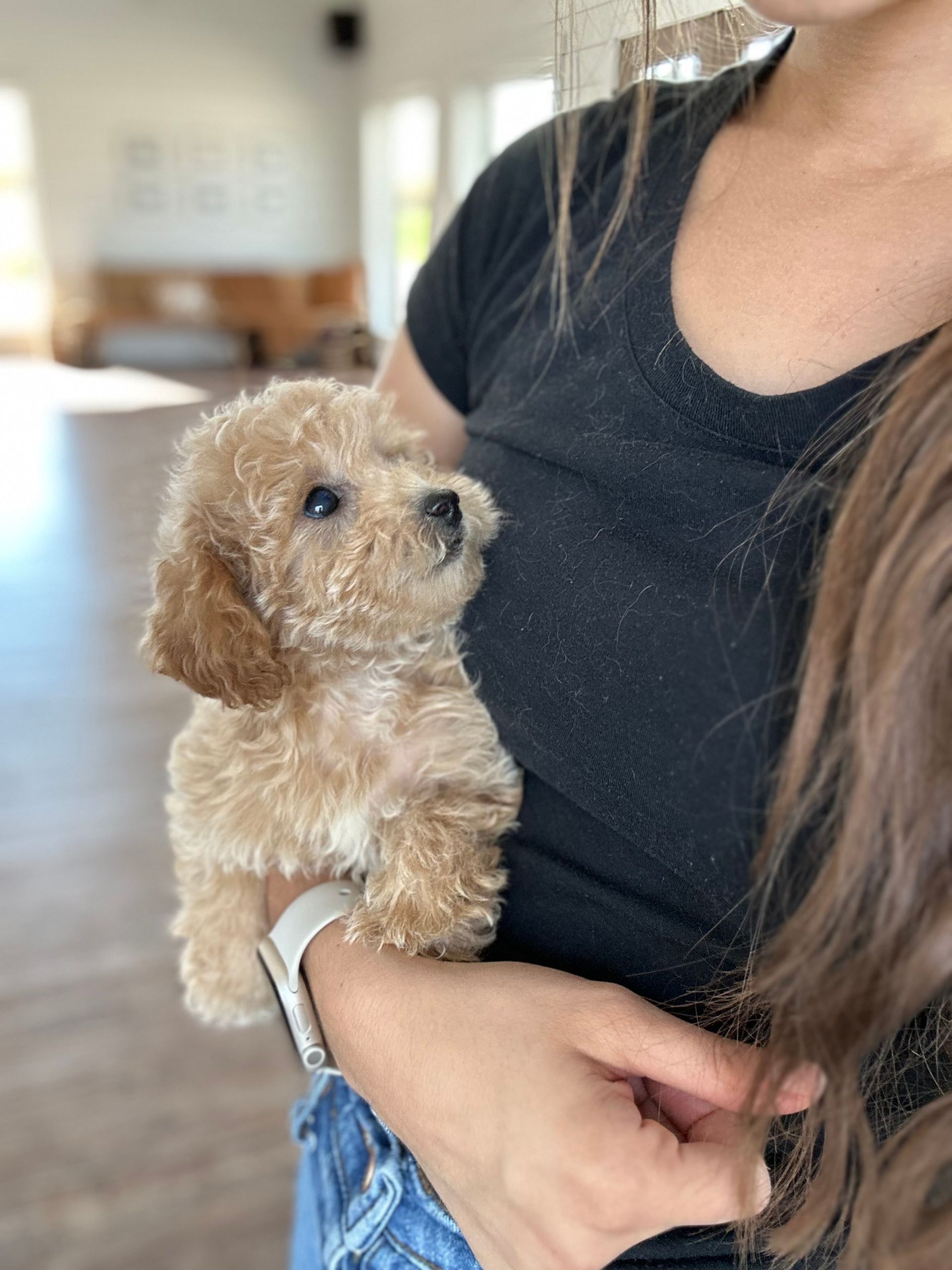 Poochon Puppy: Brick House Teddybear Puppy, bichpoo, bichon poodle poochon puppies for sale, poochon puppy, shihpoo puppies for sale, shihpoo puppy, maltipoo puppies for sale, maltipoo puppies, poochon breeder, poochon, shihpoo breeder, shihpoo, mlatipoo breeder, maltipoo, teddybear puppy breeder, teddybear breeder, teddybear puppies for sale, dog breeder, brick house puppies, puppy breeder, f1 hybrid puppies, hypoallergenic puppies, doodle puppies, puppies of sale, puppies for sale near me, designer puppies, healthy puppies, poodle mix, poodle,