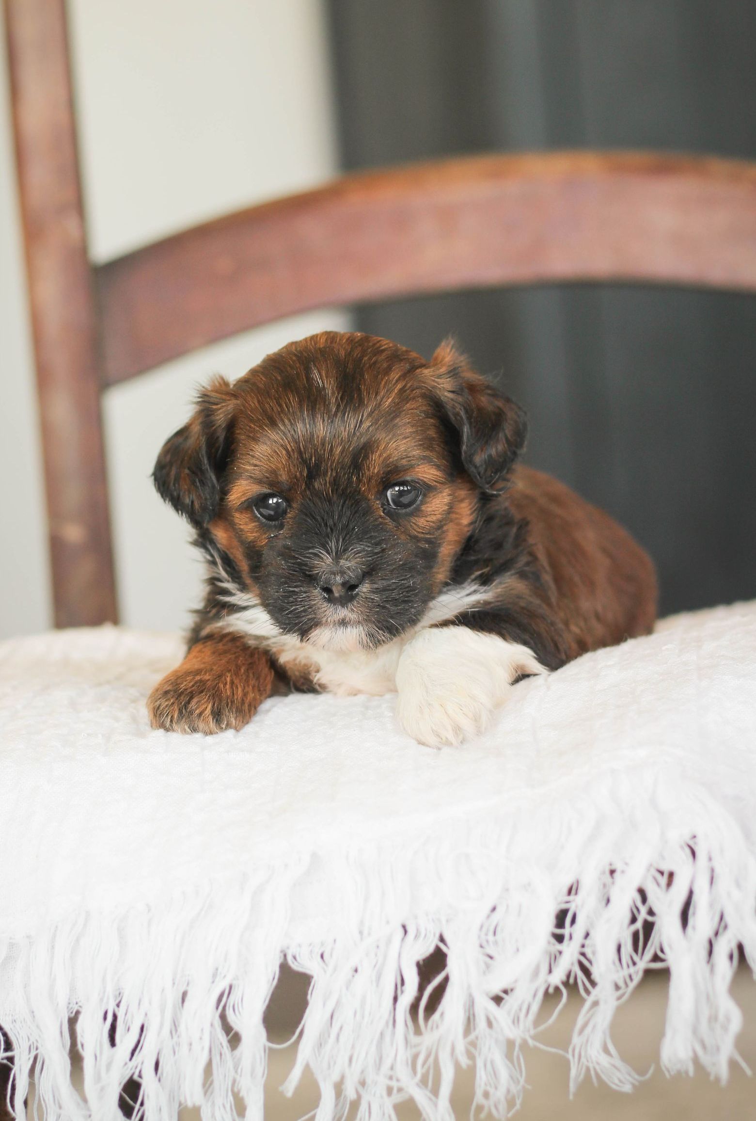 shihpoo puppies for sale, shihpoo puppies, shihpoo breeder, shihpoo puppy, shih poo , shihpoo, puppies for sale, teddybear puppies for sale, teddybear puppies, teddybear puppy,