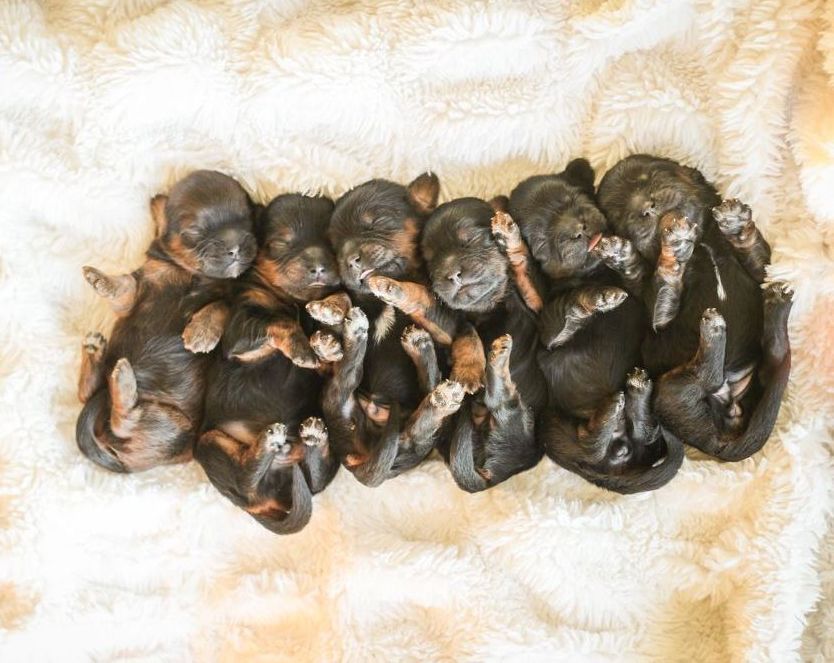 shihpoo puppies for sale, shihpoo puppies, shihpoo breeder,  shihpoo puppy. shihtzu poodle mix, poodle shihtzu, shihpoo, shih poo, shih poo puppies for sale, puppies for sale, shihpoo puppies for sale near me, teddy bear puppies for sale, teddybear puppies for sale, teddybear puppies, teddybear puppy, teddybear puppy breeder, designer puppies for sale, small puppies for sale, hypoallergenic puppies, nonshedding puppies, healthy puppies