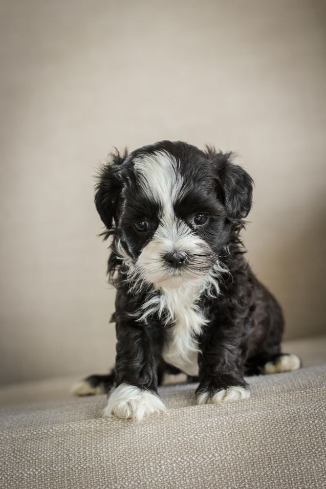 Brick House Puppies | Shih poo | Shihpoo Puppies for sale