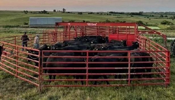 OK Corral
Portable Corral