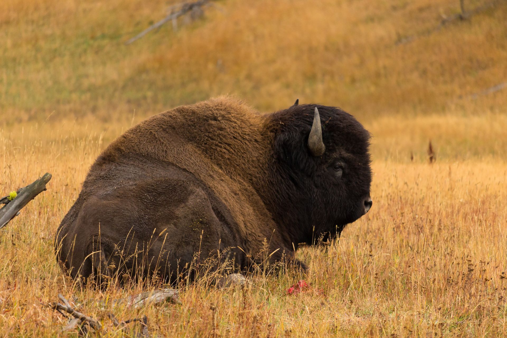 Bison Equipment