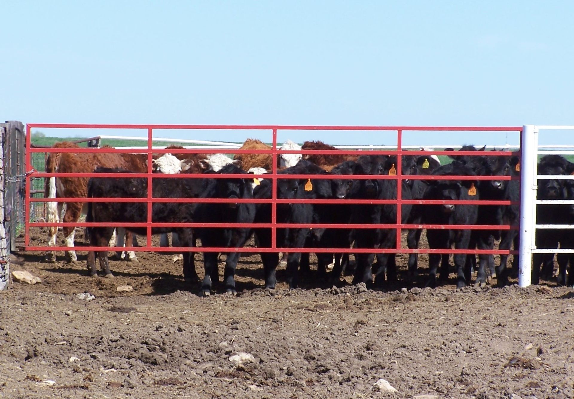 Cattle Gate
Livestock Gate
Livestock Equipment