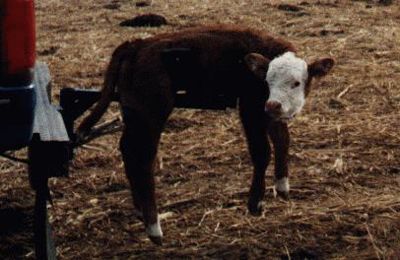 Calf Caddy
Livestock Equipment