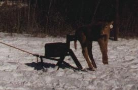 Calf Equipment
Calf Skid
Calf Caddy