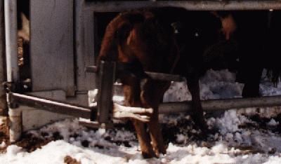 Calf Caddy