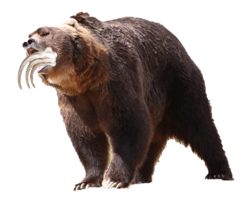 A grizzly bear with saber teeth, roaring with mouth open, brown fur.