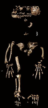 Fossil skeleton of an early human relative, possibly a hominid, with skull, ribs, and limbs.
