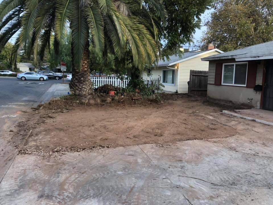 Palm tree and bare dirt yard beside a house with driveway and parked cars.