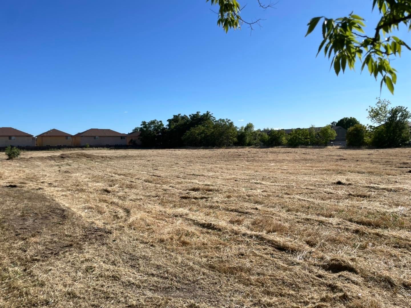 Dry open field under a clear blue sky, with houses in the distance and tree branches framing the top right.